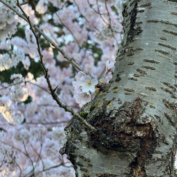 Meet your Posher, Imi - Picture 1 of 1